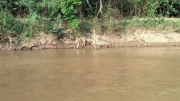 Rủ nhau tắm sông khi đi chăn bò, 3 em nhỏ đuối nước tử vong