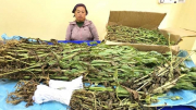 Người phụ nữ trồng 799 cây thuốc phiện xen lẫn trong vườn cải Mèo