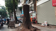 Hà Nội: Giao Công an xác minh vụ 3 cây sao đen hơn 100 tuổi chết khô trên phố Lò Đúc