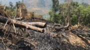 Điều tra, làm rõ vụ phá rừng cực lớn tại Kon Tum