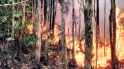 Chủ tịch tỉnh Cà Mau yêu cầu làm rõ 2 vụ cháy rừng