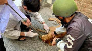 Bình Thuận: Thêm 1 ca tử vong nghi do bệnh dại