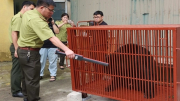 Ba gấu ngựa được đưa về Trung tâm Cứu hộ gấu Việt Nam tại Bạch Mã