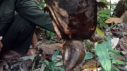 Phát hiện cá thể rùa đầu to quý hiếm tại Quảng Nam