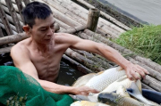 Hơn 2 tấn cá chết bất thường trên sông Mã