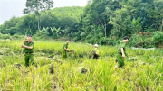 Công an xã giúp người dân thu hoạch lúa, đối phó với mưa lũ