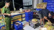 Chặn hơn 4 tấn thịt lợn bốc mùi chuẩn bị vào lò chế biến