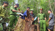 Nhân viên bảo vệ rừng cầm đầu nhóm "lâm tặc" khai thác gỗ quý