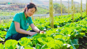 Nậm Pồ khởi sắc với những chính sách phát triển kinh tế vùng đồng bào dân tộc thiểu số và miền núi