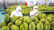 Cảnh báo hành vi gian lận thương mại xuất khẩu sầu riêng