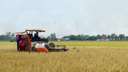 Đẩy mạnh cho vay sản xuất, kinh doanh lúa gạo