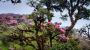 Mùa hoa trên miền biên cương