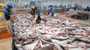Các hiệp hội, doanh nghiệp xuất khẩu nông sản tìm biện pháp ứng phó việc Mỹ áp thuế 46%