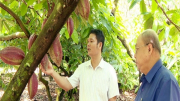 Ca cao tăng giá, nông dân vui mừng