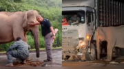 Lối đi riêng cho động vật hoang dã