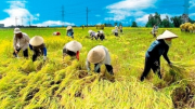 7 người cấp cứu vì nắng nóng, 1 bệnh nhân nguy kịch