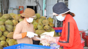 Tháo gỡ "điểm nghẽn" để sầu riêng Tây Nguyên vươn xa