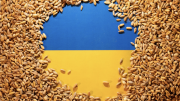 EU siết nhập khẩu, cắt tới 80% lượng lúa mì và đường từ Ukraine
