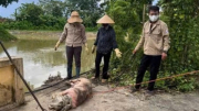Tiềm ẩn nguy cơ lây lan dịch bệnh từ việc vứt xác lợn chết bừa bãi