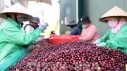 Vietnam coffee exports hit record high