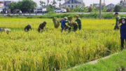 Tập trung lực lượng, phương tiện, khắc phục hậu quả bão số 10, sẵn sàng ứng phó kịp thời với bão số 11