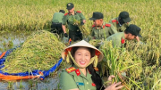 Học viện Chính trị CAND hỗ trợ người dân thu hoạch lúa bị ngập úng sau bão số 11