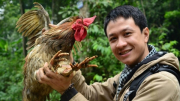 Tới Xuân Sơn “săn” gà chín cựa