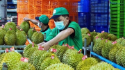 Năm 2026, thí điểm truy xuất nguồn gốc đầu tiên với sầu riêng