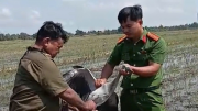 Kế hoạch 628: Nỗ lực đưa những cánh chim quay trở lại bầu trời