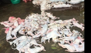 Ngăn chặn 420kg thịt chó, mèo bốc mùi hôi thối trên đường đi tiêu thụ