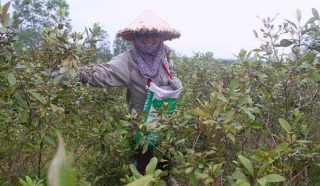 Người dân Hà Tĩnh kiếm tiền triệu từ quả sim dại