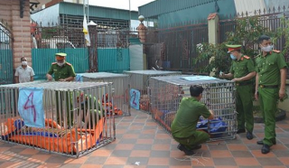 Bắt quả tang 2 cơ sở nuôi nhốt 17 cá thể hổ