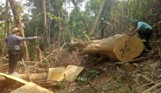Để rừng bị tàn phá, giám đốc cùng 8 thuộc cấp dính vòng lao lý