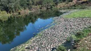 Cá chết hàng loạt gần khu công nghiệp Phong Điền