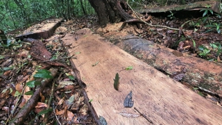 Khởi tố vụ án phá rừng nguyên sinh ở Lâm Đồng