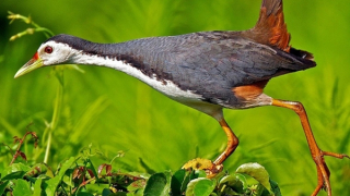 Chim cuốc nhìn từ "liên văn hóa"!