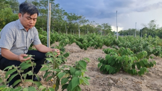 Xuất khẩu dược liệu cao An Xoa sang Hoa Kỳ