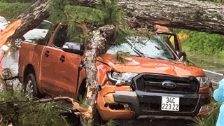 Thông cổ thụ gãy đè xe bán tải, 4 người may mắn thoát chết