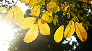 Bắc Bộ giảm mưa, trời oi nóng