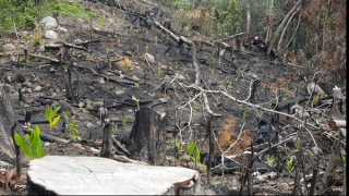 Rừng phòng hộ đầu nguồn sông Trà Bương bị tàn phá