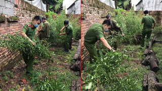 Trồng hàng trăm cây cần sa xung quanh nhà để… ngâm rượu