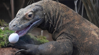 Rồng Komodo ở Indonesia có nguy cơ tuyệt chủng