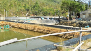“Phá rào” đào ao nuôi tôm tự phát do địa phương quản lý lỏng lẻo