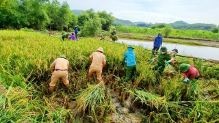 Giúp dân vùng dịch gặt lúa tránh bão