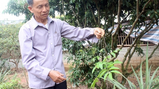 “Thần dược” núi Dành