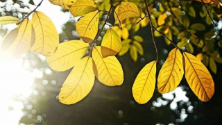 Miền Bắc tăng nhiệt nhẹ, trời nắng