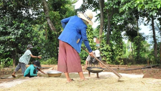 Nhịp sống trở lại buôn làng sau cơn đại dịch COVID-19