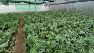 Từ Tiền Giang lên Đắk Lắk lập trang trại để trồng…cần sa