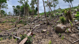 Phú Yên khởi tố hai vụ án hủy hoại rừng ở huyện Sơn Hòa đã được Báo CAND phản ánh