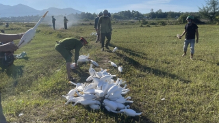 Xử lý nghiêm nạn săn bắt chim trời